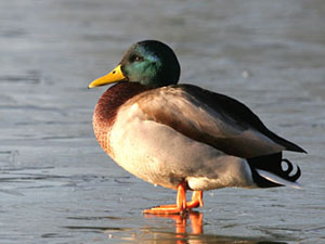 Mallard (Anas platyrhynchos)