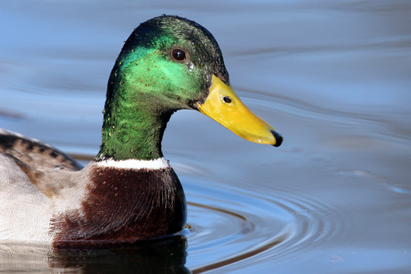 Mallard �2006 Fraser Simpson