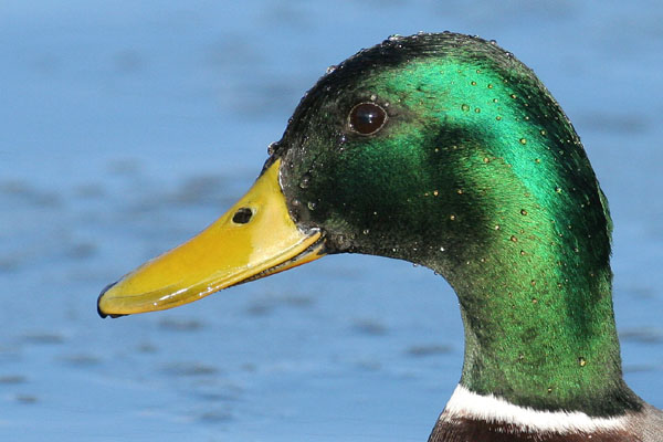 Mallard �2006 Fraser Simpson