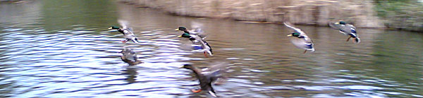 Mallards ©2005 Fraser Simpson