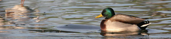 Mallard, Kay Park Pond ©2005 Fraser Simpson