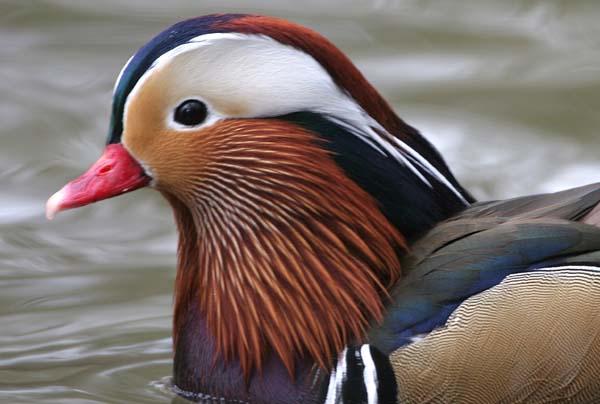 Mandarin Duck (male)  2005  F. S. Simpson