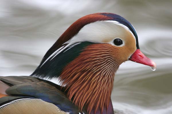 Mandarin Duck (male)  2005  F. S. Simpson