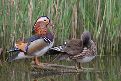 Mandarin Duck pair  2005  F. S. Simpson