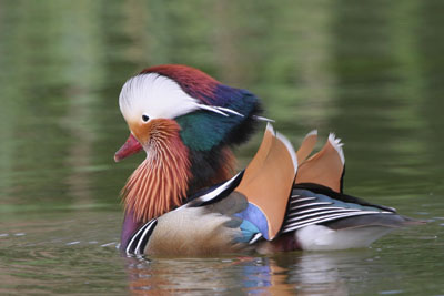 Mandarin Duck  2005  F. S. Simpson