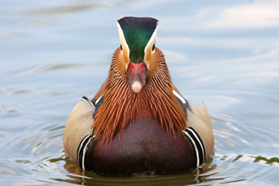 Mandarin Duck  2005  F. S. Simpson