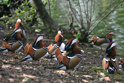 Mandarin �2005 Fraser Simpson