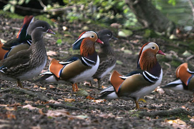 Mandarin �2005 Fraser Simpson