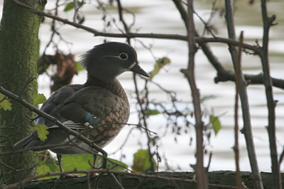 Mandarin (female) �2005 Fraser Simpson