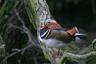 Mandarin �2005 Fraser Simpson