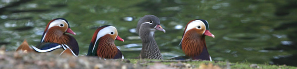 Mandarin Ducks, Grovelands Park, London ©2005 Fraser Simpson