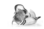 Mandarin Duck sketch © Fraser Simpson