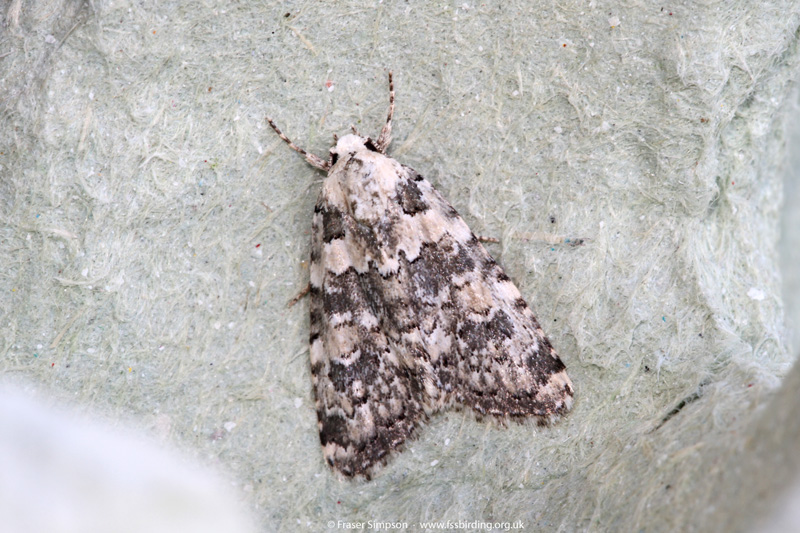 Marbled Beauty (Bryophila domestica)  Fraser Simpson