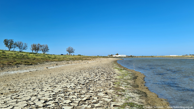 Marismas del Barbate (south-east side) - Itinerario el Caillo  Fraser Simpson