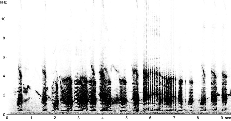 Sonogram of Marsh Frog song