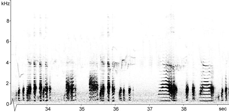 Sonogram of Marsh Frog song