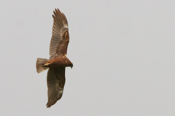 Marsh Harrier, La Janda  2005  F. S. Simpson