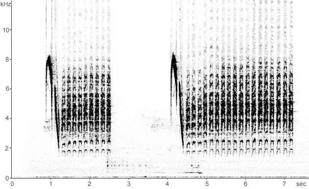 Sonogram of Marsh Tit calls