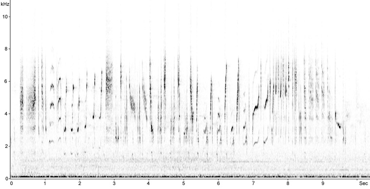 Sonogram of Marsh Warbler, Acrocephalus palustris  2009 Fraser Simpson