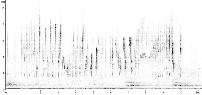 Sonogram of Marsh Warbler song