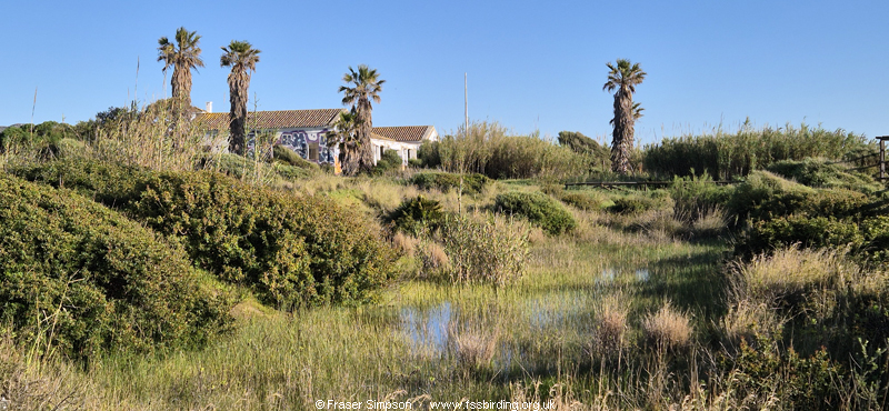 Marshy dune pool, Zahara boardwalk Zahara de los Atunes, April  2026 � Fraser Simpson