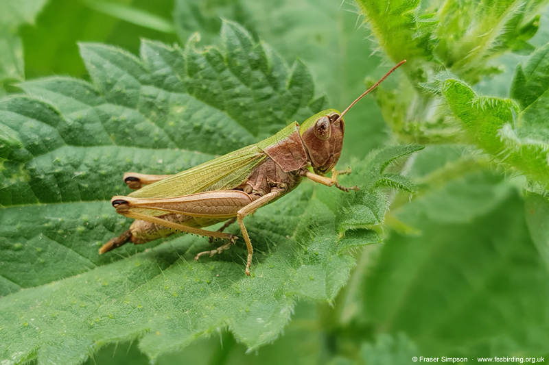 Meadow Grasshopper (Chorthippus parallelus)  Fraser Simpson