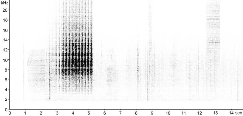 Sonogram of Meadow Grasshopper stridulation