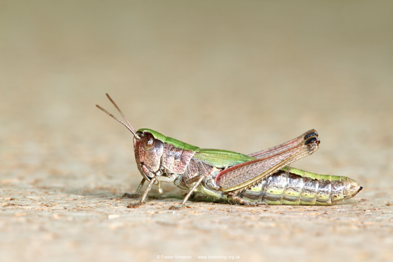 Meadow Grasshopper (Chorthippus parallelus)  Fraser Simpson
