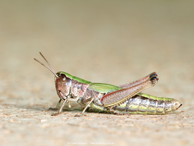 Meadow Grasshopper (Chorthippus parallelus) - female  Fraser Simpson