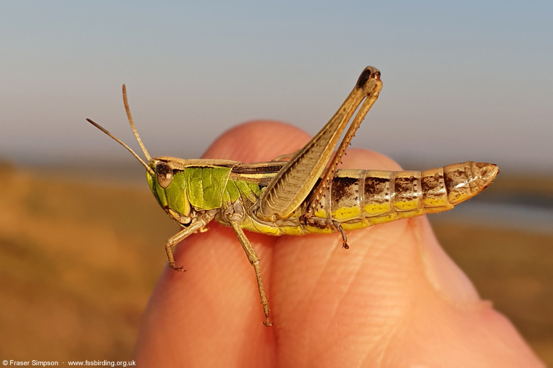 Meadow Grasshopper (Chorthippus parallelus)  Fraser Simpson