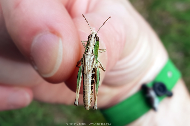 Meadow Grasshopper (Chorthippus parallelus)  Fraser Simpson
