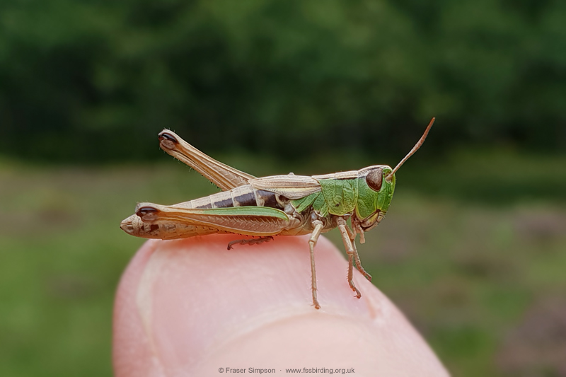 Meadow Grasshopper (Chorthippus parallelus)  Fraser Simpson
