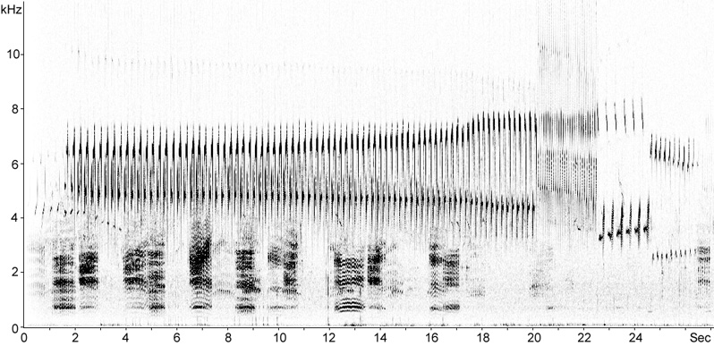 Sonogram of Meadow Pipit song