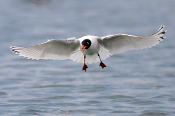 Mediterranean Gull  Fraser Simpson