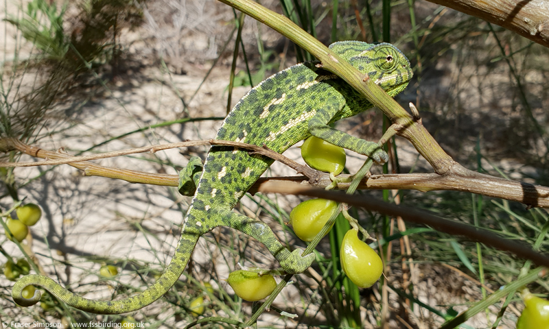 Mediterranean Chameleon (Chamaeleo chamaeleon), Duna de Bolonia  Fraser Simpson