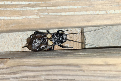 Mediterranean Field Cricket (Gryllus bimaculatus)  Fraser Simpson