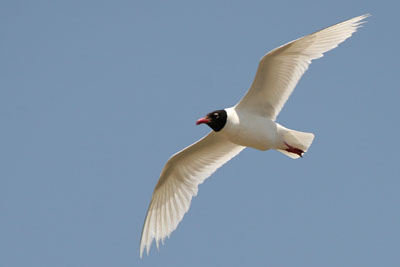 Mediterranean Gull, Axios Delta � 2005  F. S. Simpson