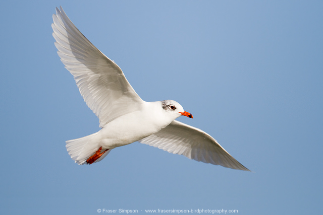 Mediterranean Gull, Southend, Essex  Fraser Simpson