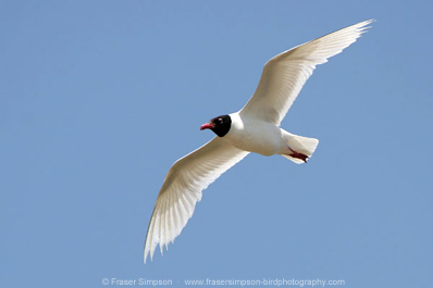 Mediterranean Gull © Fraser Simpson