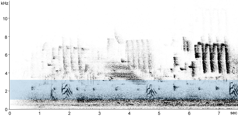 Sonogram of Mediterranean Gull calls in flight