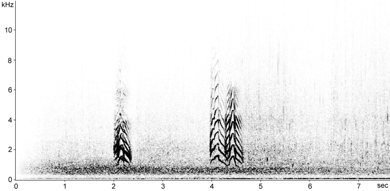 Sonogram of adults Mediterranean Gull calls