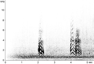 Mediterranean Gull song spectrogram  Fraser Simpson