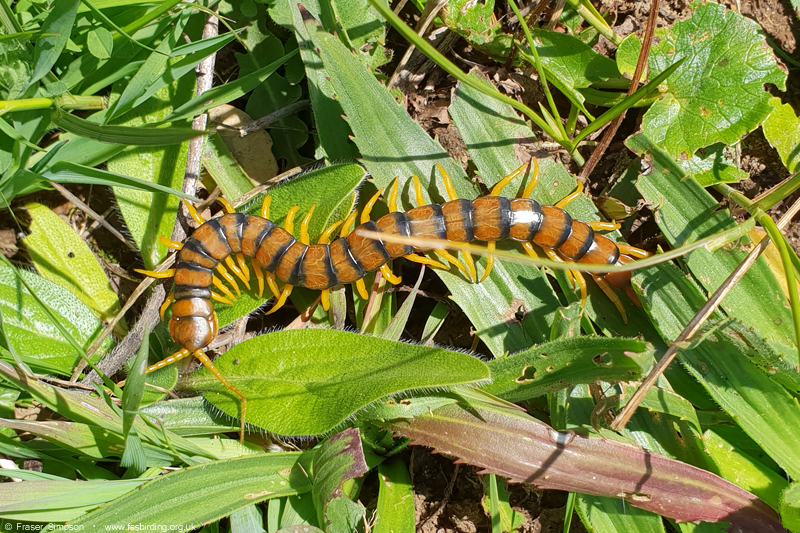 Mediterranean Banded Centipede, Valle de Ojn  Fraser Simpson