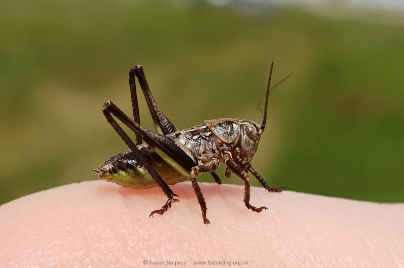 Mediterranea Wart-biter/White-faced Bush-cricket (Decticus albifrons) nymph 2025 � Fraser Simpson