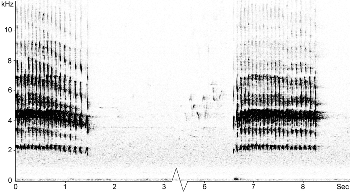 Sonogram of Merlin calls