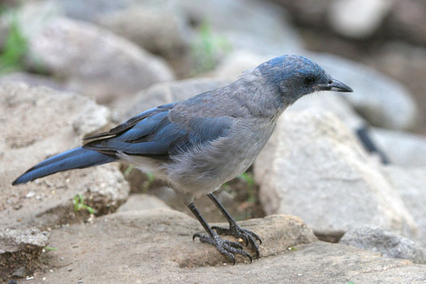 Mexican Jay 2006 Fraser Simpson