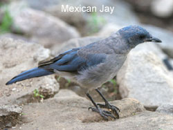 Mexican Jay  2006  F. S. Simpson