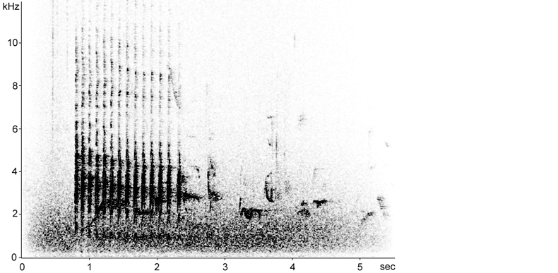 Sonogram of a Middle Spotted Woodpecker call