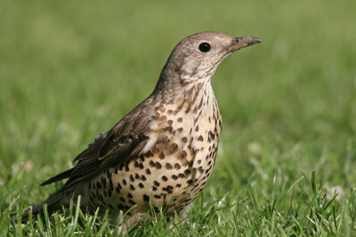 Mistle Thrush  2005  F. S. Simpson