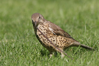 Mistle Thrush  2005  F. S. Simpson